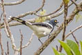 Magpie Tanager Cissopis leverianus