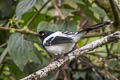 Magpie Tanager Cissopis leverianus