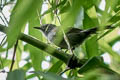 Manu Antbird Cercomacra manu