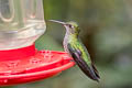 Many-spotted Hummingbird Taphrospilus hypostictus