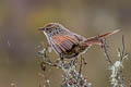 Many-striped Canastero Asthenes flammulata taczanowskii 