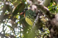 Masked Fruiteater Pipreola pulchra