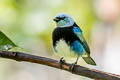 Masked Tanager Stilpnia nigrocincta