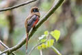 Masked Trogon Trogon personatus submontanus