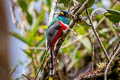 Masked Trogon Trogon personatus heliothrix