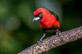 Masked Crimson Tanager Ramphocelus nigrogularis