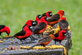 Masked Crimson Tanager Ramphocelus nigrogularis