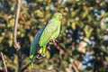 Mealy Amazon Amazona farinosa farinosa