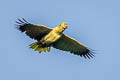 Mealy Amazon Amazona farinosa farinosa