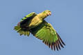 Mealy Amazon Amazona farinosa farinosa