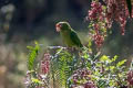 Mitred Parakeet Psittacara mitratus mitratus