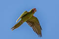 Mitred Parakeet Psittacara mitratus mitratus