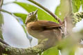 Montane Foliage-gleaner Anabacerthia striaticollis yungae