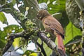 Montane Foliage-gleaner Anabacerthia striaticollis montana 