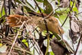 Montane Foliage-gleaner Anabacerthia striaticollis montana 