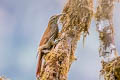 Montane Woodcreeper Lepidocolaptes lacrymiger warscewiczi 