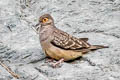 Moreno's Ground Dove Metriopelia morenoi (Bare-eyed Ground Dove)