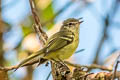 Mottle-cheeked Tyrannulet Phylloscartes ventralis angustirostris