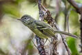 Mottle-cheeked Tyrannulet Phylloscartes ventralis angustirostris