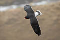 Mountain Caracara Phalcoboenus megalopterus