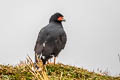 Mountain Caracara Phalcoboenus megalopterus