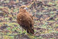 Mountain Caracara Phalcoboenus megalopterus