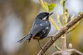 Moustached Flowerpiercer Diglossa mystacalis pectoralis