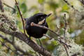 Moustached Flowerpiercer Diglossa mystacalis albilinea 