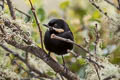 Moustached Flowerpiercer Diglossa mystacalis albilinea 