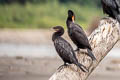 Neotropic Cormorant Nannopterum brasilianum brasilianum (Olivaceous Cormorant)