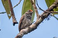 Ocellated Piculet Picumnus dorbignyanus jelskii 