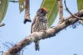 Ocellated Piculet Picumnus dorbignyanus jelskii 