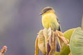 Ochraceous-breasted Flycatcher Nephelomyias ochraceiventris