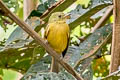 Ochre-bellied Flycatcher Mionectes oleagineus oleagineus