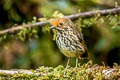 Ochre-fronted Antpitta Grallaricula ochraceifrons