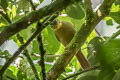 Ochre-throated Foliage-gleaner Automolus ochrolaemus ochrolaemus