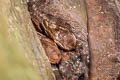 Oilbird Steatornis caripensis