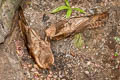 Oilbird Steatornis caripensis