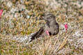 Olivaceous Thornbill Chalcostigma olivaceum pallens 