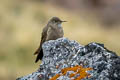 Olivaceous Thornbill Chalcostigma olivaceum pallens 