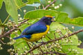 Orange-bellied Euphonia Euphonia xanthogaster brunneifrons