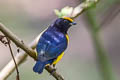 Orange-bellied Euphonia Euphonia xanthogaster brunneifrons