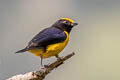 Orange-bellied Euphonia Euphonia xanthogaster quitensis