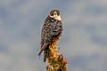 Orange-breasted Falcon Falco deiroleucus