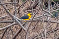 Oriole Blackbird Gymnomystax mexicanus