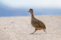 Ornate Tinamou Nothoprocta ornata branickii