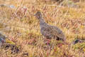 Ornate Tinamou Nothoprocta ornata branickii