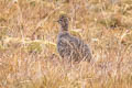 Ornate Tinamou Nothoprocta ornata branickii