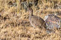 Ornate Tinamou Nothoprocta ornata branickii