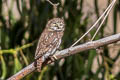 Pacific Pygmy Owl Glaucidium peruanum (Peruvian Pygmy Owl)